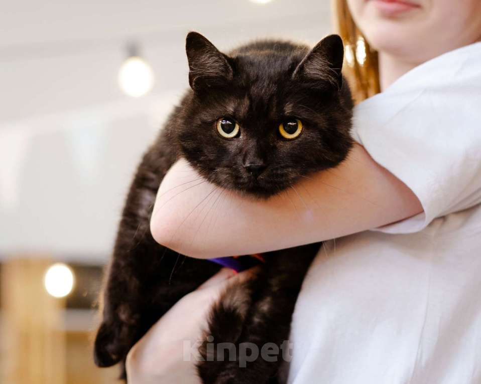 Кошки в Москве: Ласковый котик в добрые руки Мальчик, Бесплатно - фото 6