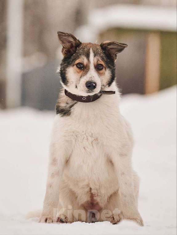 Собаки в Лосином-Петровском: Мелани якутенок Девочка, Бесплатно - фото 3