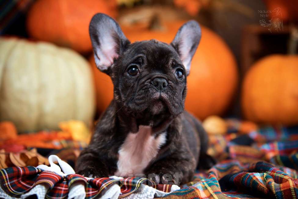 Собаки в Ростове-на-Дону: Готовы к переезду. Девочка, 35 000 руб. - фото 2