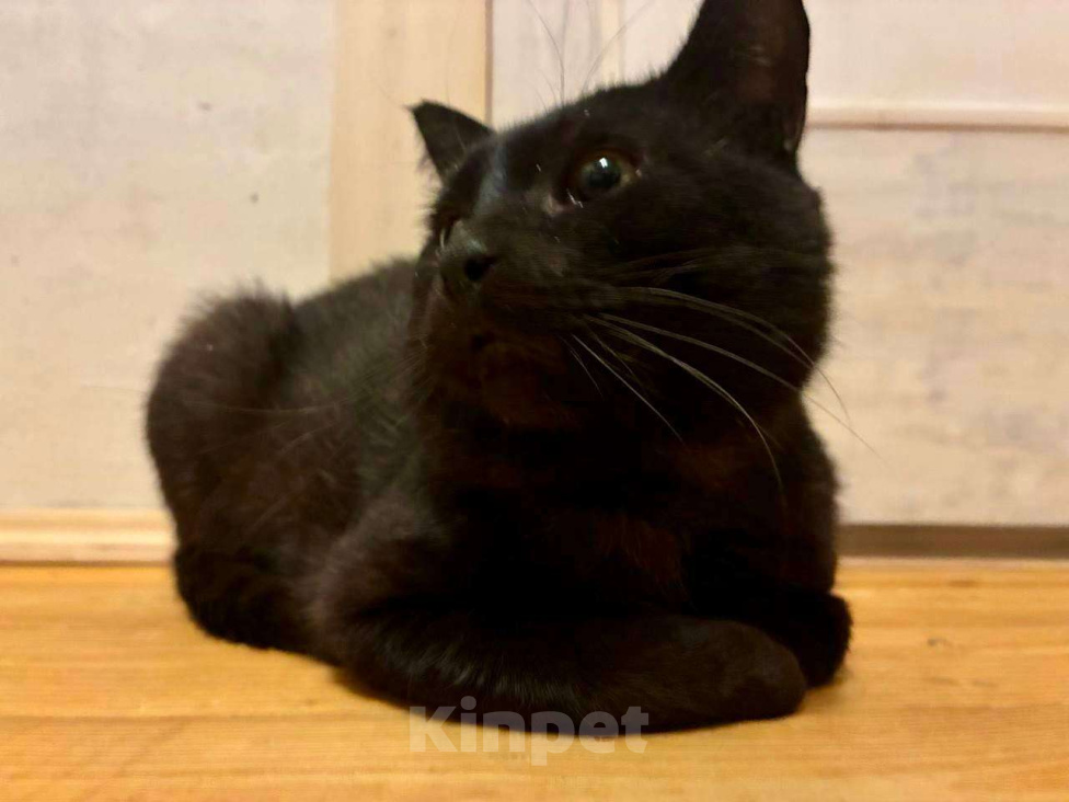 Кошки в Москве: Возьмите Михалыча. Классный кот. Правда. Мальчик, Бесплатно - фото 1