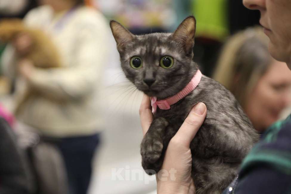 Кошки в Санкт-Петербурге: Свободная кошечка породы Египетская мау Девочка, Бесплатно - фото 2