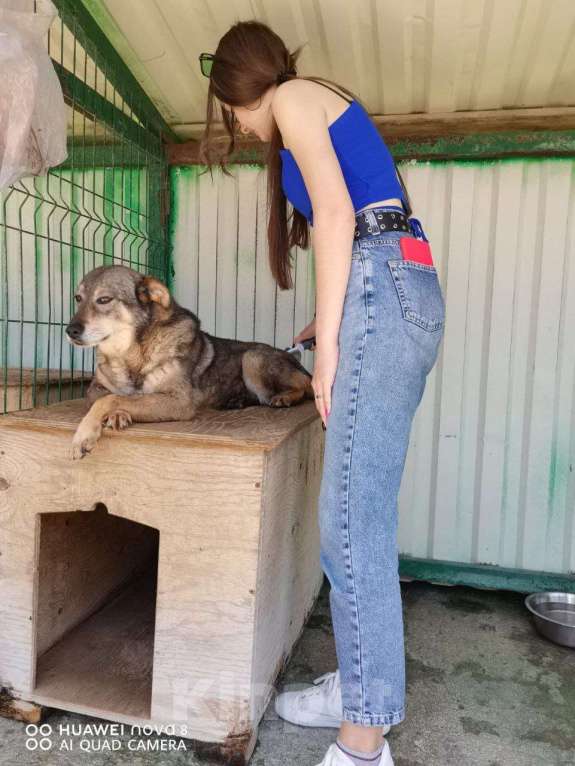 Собаки в других городах Краснодарского края: Урса из приюта Поводог Сочи (отправим в любой город) Девочка, Бесплатно - фото 9