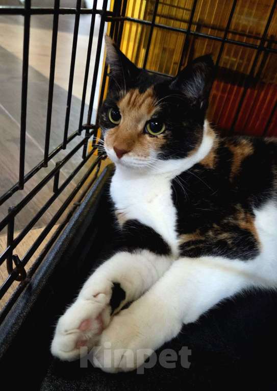 Кошки в Москве: Трехцветная кошечка в добрые руки Девочка, Бесплатно - фото 5