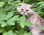 Кошки в Москве: Замечен кот. Пародистый, домашний, с виду. Очень уставший. Мальчик, Бесплатно - фото 1
