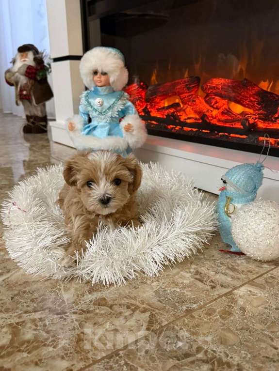 Собаки в других городах Ростовской области: Мальтипу мини Девочка, 150 000 руб. - фото 1