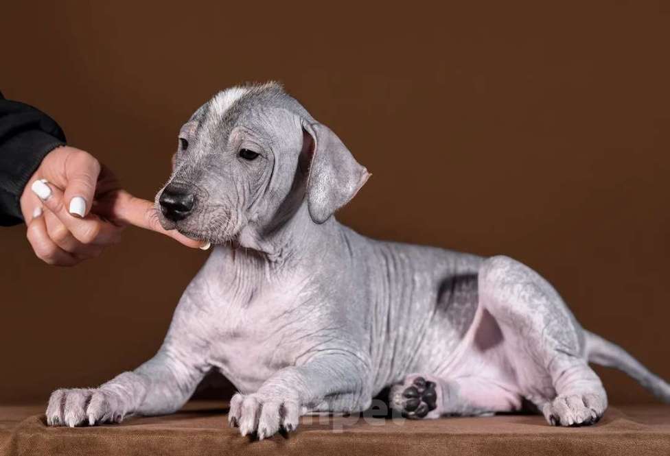 Собаки в Рыбинске: В продаже щенок ксолоитцкуинтли стандартного размера Девочка, 100 000 руб. - фото 2