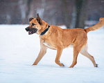 Собаки в Москве: Солнечный Рыжик, пес спасенный с пром. зоны, ищет дом! Мальчик, 10 руб. - фото 5