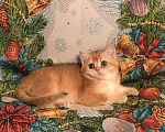 Кошки в Касимове: Британская девочка. Девочка, 50 000 руб. - фото 6