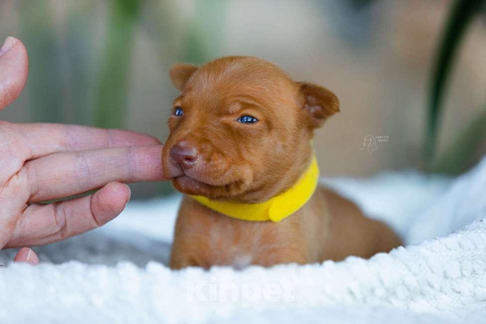 Собаки в Ярославле: Щенок Чирнеко дель Этна Девочка, 80 000 руб. - фото 1