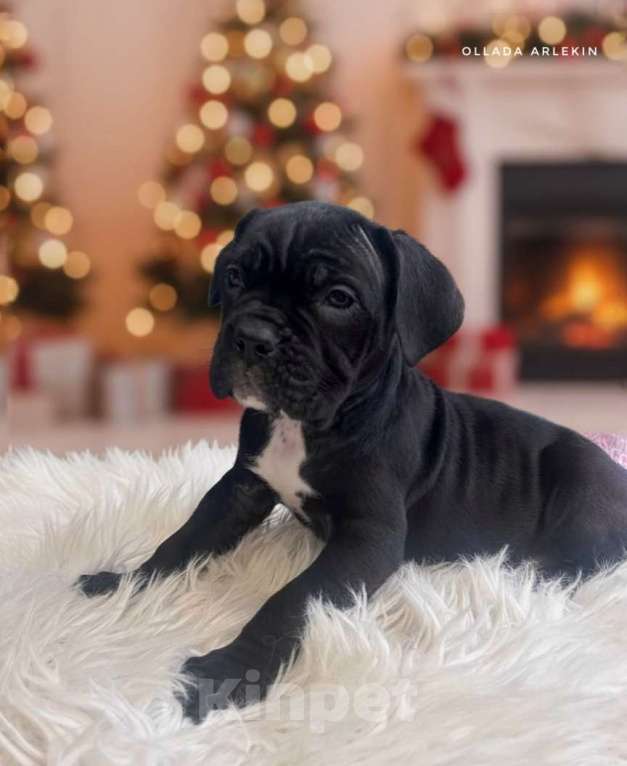 Собаки в Москве: Чёрная девочка кане корсо Девочка, 90 000 руб. - фото 3