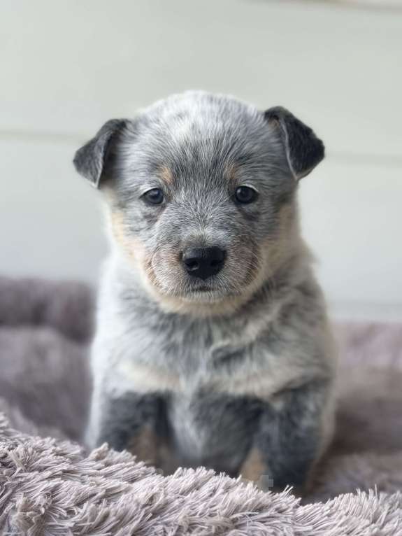 Собаки в Санкт-Петербурге: Девочка- хилер Эврика Девочка, Бесплатно - фото 1