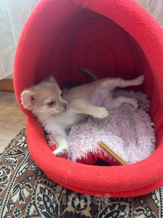 Собаки в Кемерово: Щенок чихуахуа Мальчик, 16 000 руб. - фото 3