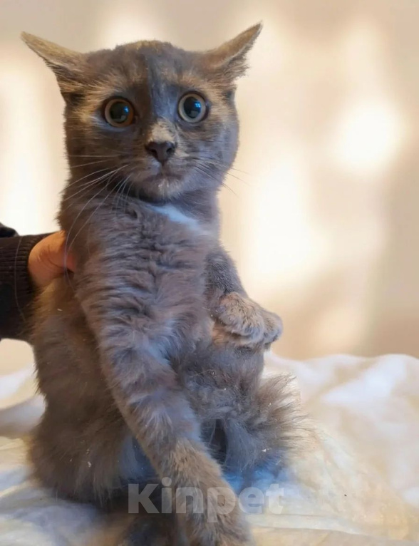 Кошки в Калуге: Котенок Девочка, Бесплатно - фото 2