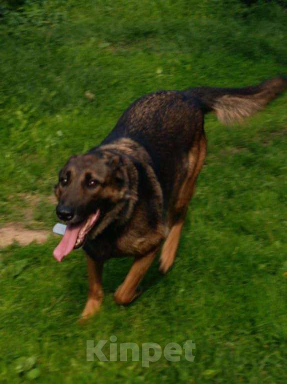 Собаки в Москве: Красавец Бард Мальчик, Бесплатно - фото 6