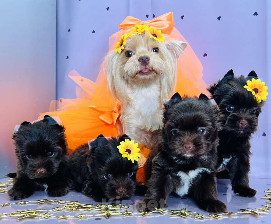 Собаки в Котельнике: Шоколадный Йорк мини мальчик  Мальчик, 80 000 руб. - фото 7