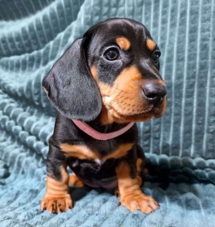 Собаки в Санкт-Петербурге: Щенки таксы Девочка, 30 000 руб. - фото 1