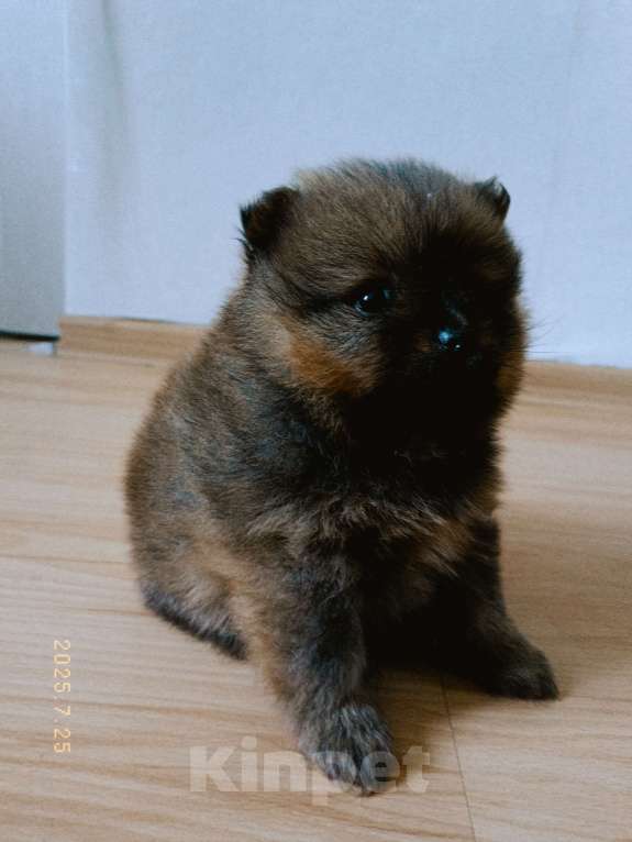 Собаки в Усолье-Сибирском: Немецкий шпиц Мальчик, 15 000 руб. - фото 3