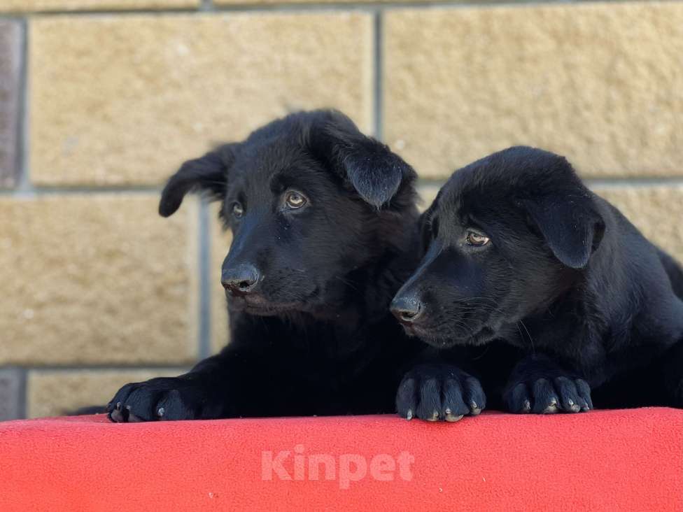 Собаки в Бронницах: Щенки немецкой овчарки Девочка, 40 000 руб. - фото 4