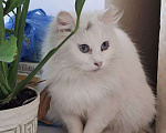 Кошки в Москве: Кошечка Эльза в добрые руки Девочка, Бесплатно - фото 3
