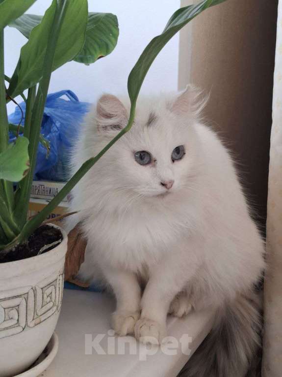 Кошки в Москве: Кошечка Эльза в добрые руки Девочка, Бесплатно - фото 3