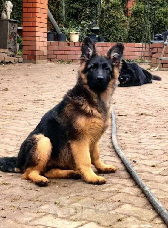 Собаки в Москве: Элитные щенки немецкой овчарки длиношерстные Девочка, 50 000 руб. - фото 6