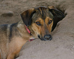 Собаки в Смоленске: Соня ищет дом. Девочка, Бесплатно - фото 5