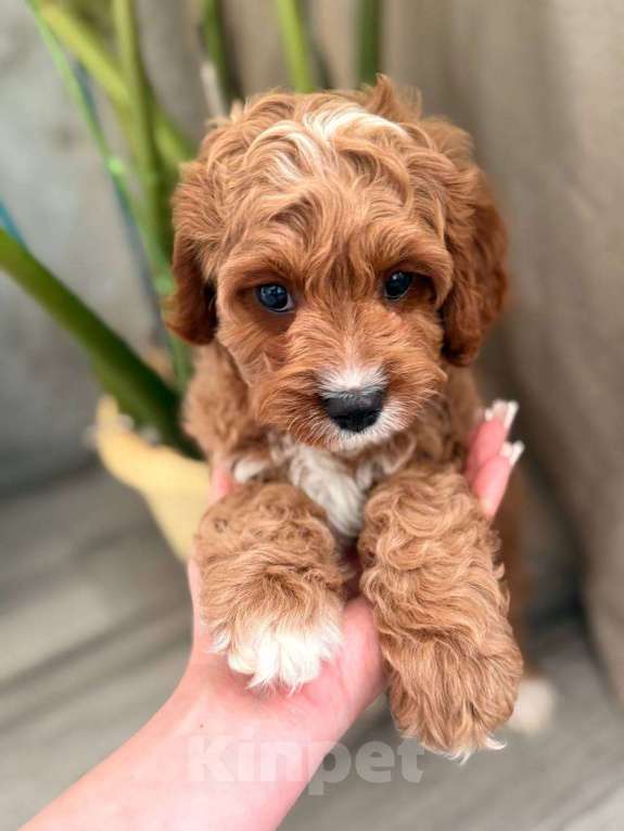 Собаки в Москве: Кавапу щенок Мальчик, 85 000 руб. - фото 3