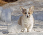 Собаки в Белоозёрском: Вельш корги пемброка щенок Девочка, 100 000 руб. - фото 2