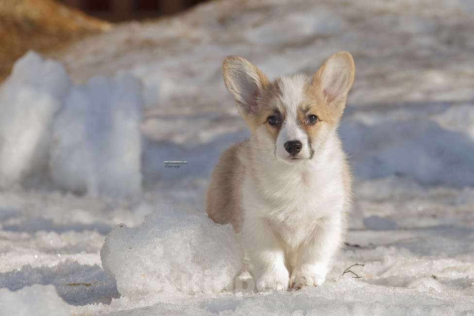 Собаки в Белоозёрском: Вельш корги пемброка щенок Девочка, 100 000 руб. - фото 2