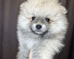 Собаки в Калининграде: Девочка померанский шпиц Мальчик, 25 000 руб. - фото 2