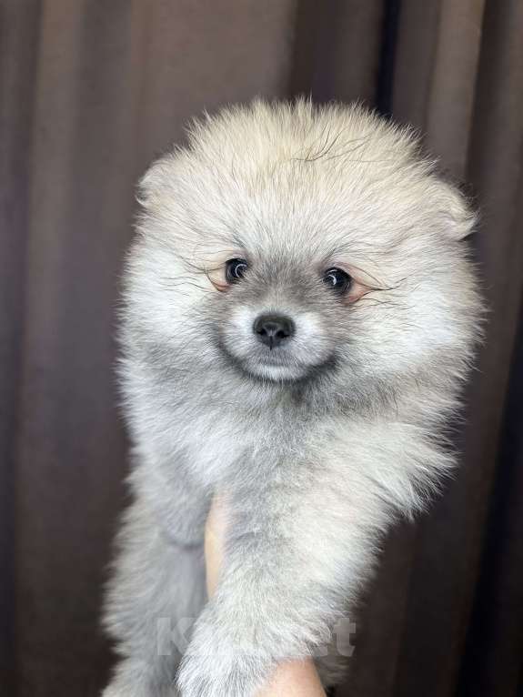 Собаки в Калининграде: Девочка померанский шпиц Мальчик, 25 000 руб. - фото 2