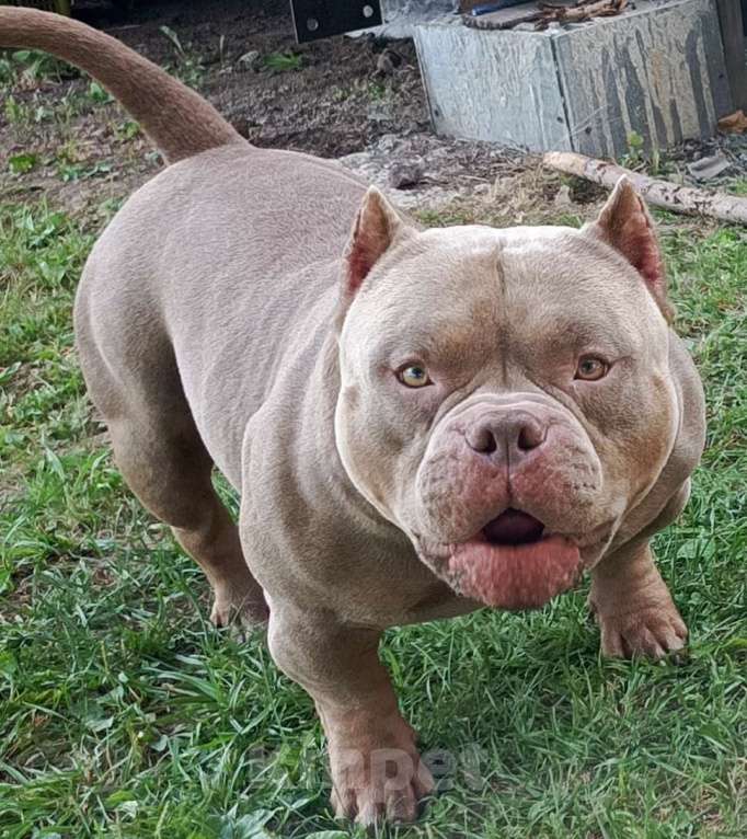 Собаки в Новосибирске: Вязка Мальчик, Бесплатно - фото 1