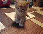 Кошки в Ангарске: Котята породы Мейн-Кун Мальчик, 6 000 руб. - фото 3