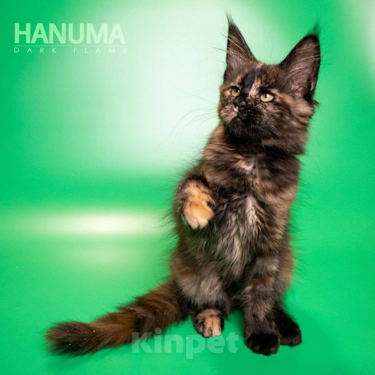 Кошки в других городах Воронежской области: Hanuma Dark Flame Девочка, Бесплатно - фото 5