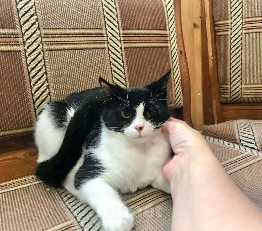 Кошки в Санкт-Петербурге: Клякса Девочка, Бесплатно - фото 6