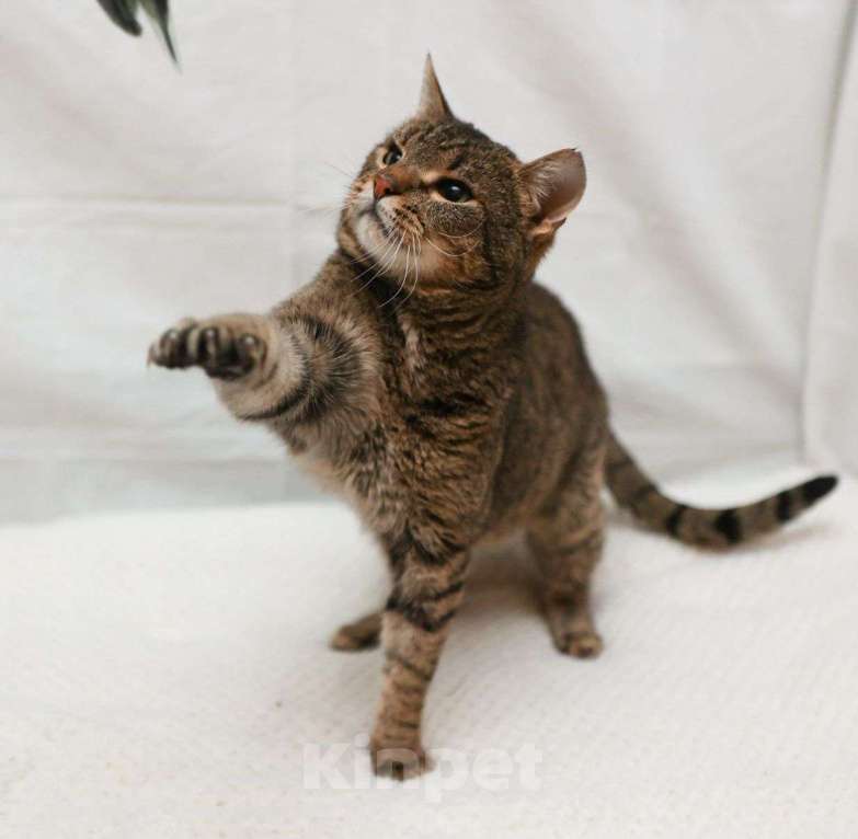 Кошки в Москве: Котик Богдан ищет дом Мальчик, Бесплатно - фото 2