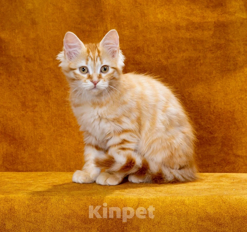 Кошки в Москве: Котик Жорик Мальчик, 60 000 руб. - фото 3