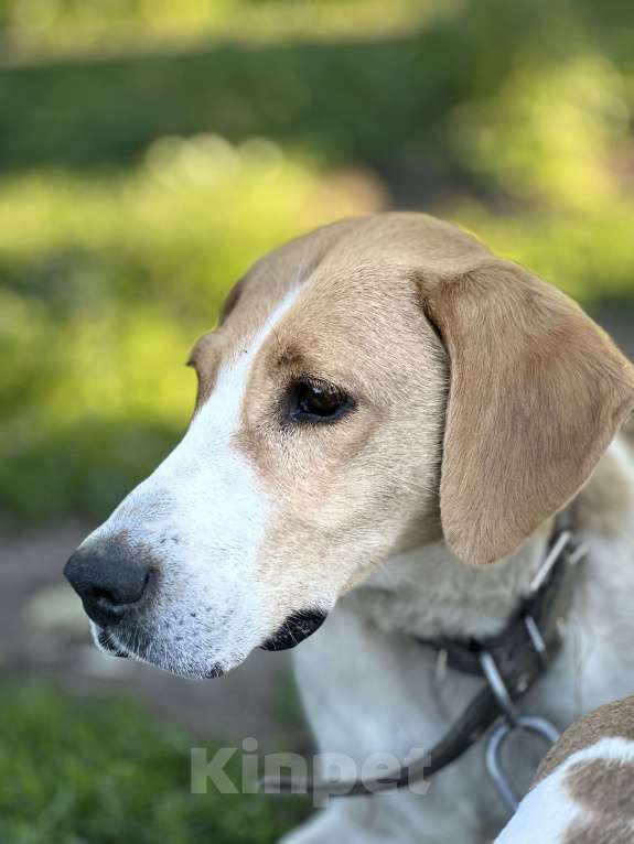 Собаки в Саранске: Русская пегая гончая  Девочка, Бесплатно - фото 2