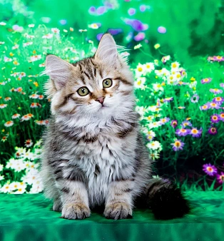 Сибирская кошечка Даша