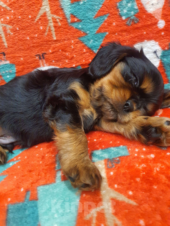 Собаки в других городах Московской области: Очаровательный щенок, ЭЛВИС ХАЙДИ МИН КОСМОС, мальчик, чёрно-подпалый, свободен для бронирования! Мальчик, 60 000 руб. - фото 2