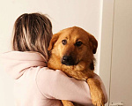 Собаки в Сергиеве Посаде: Изюминка маленькая собачка мечтает стать домашней Девочка, 1 руб. - фото 2