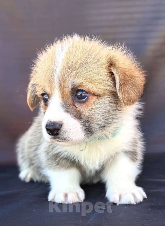 Собаки в Москве: Вельш корги пемброк готов к переезду в апреле Мальчик, 60 000 руб. - фото 8