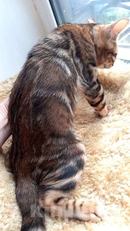 Кошки в Москве: Бенгальский мальчик Мальчик, 30 000 руб. - фото 8