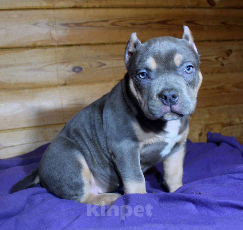 Собаки в Москве: Девочка-булли Девочка, 90 000 руб. - фото 10