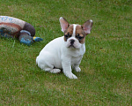 Собаки в Твери: Французская булочка Девочка, 40 000 руб. - фото 1