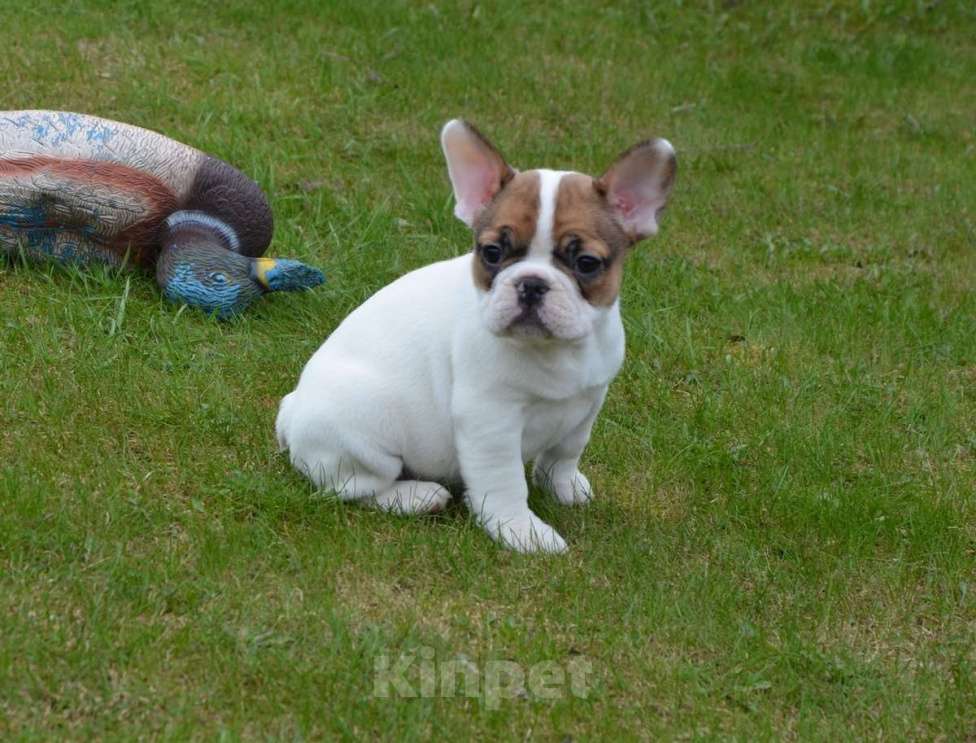 Собаки в Твери: Французская булочка Девочка, 40 000 руб. - фото 1