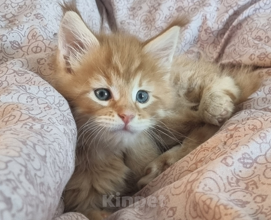Кошки в Елизово: Продам котенка Мальчик, 50 000 руб. - фото 2