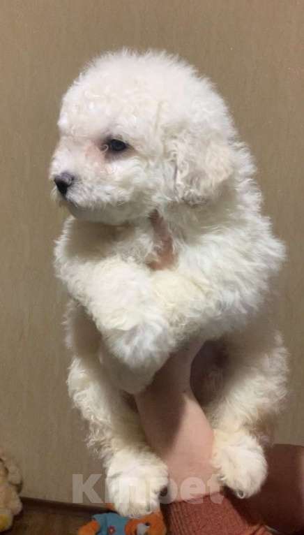 Собаки в Ростове-на-Дону: Шикарный белый мальчишка пули Мальчик, 50 000 руб. - фото 1