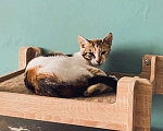 Кошки в Мытищах: Милочка ищет дом Девочка, 10 руб. - фото 4