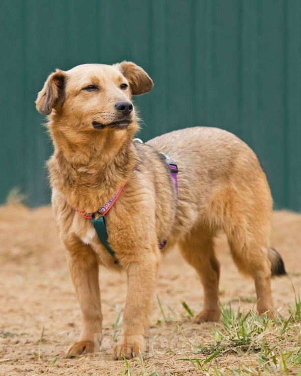 Собаки в других городах Московской области: Нила ищет семью Девочка, Бесплатно - фото 3